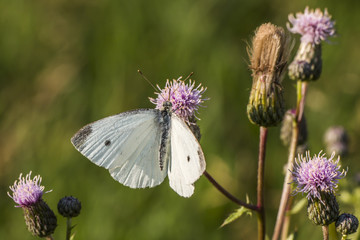 Kleiner Kohlweißling (Pieris rapae)