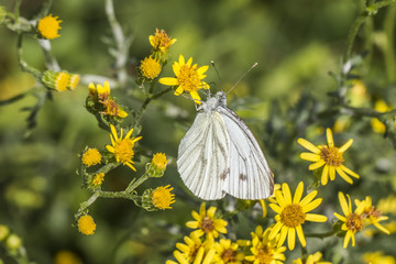 Kleiner Kohlweißling (Pieris rapae)