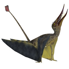 Rhamphorhynchus Pterosaur - Rhamphorhynchus was a carnivorous pterosaur that lived in England, Tanzania, Spain and Germany during the Jurassic Periods. © Catmando
