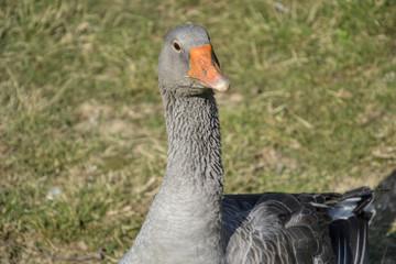 Domestic geese / goose graze on traditional village barnyard. Gander feed on rural farm yard