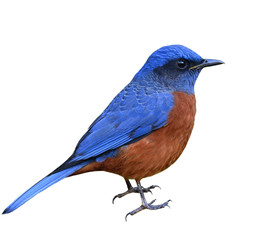 Rufous-bellied rock-thrush, beautiful red and blue bird isolated