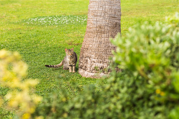 Cute  Cat  Sitting In Grass 