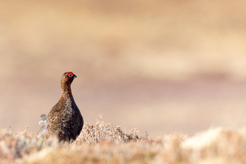 Red Grouse