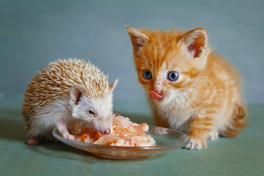 dwarf hedgehog and red kitten eating  together