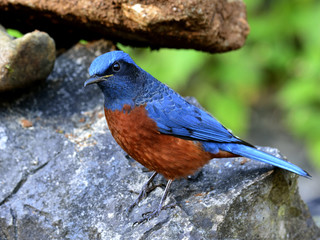Rufous-bellied Rockthrush, beautiful red and blue bird standing