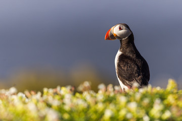 Puffin flowers