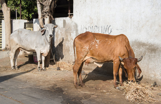 Gir or Gyr Cow originated in India. This breed is used to breed other cattle such as Brahaman in US, and in improvement of Red Sindhi and Sahiwal breen in India