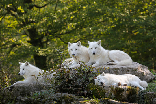 Fototapeta loup polaire arctique blanc peur mammifère