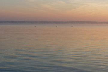 Fototapeta na wymiar Swans and pastel dawn