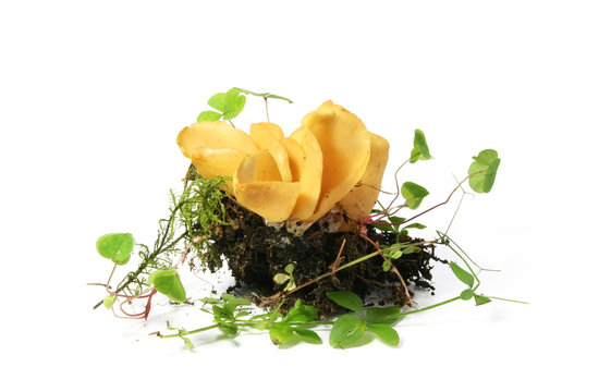 Mushroom Hare's Ear (Otidea onotica) on desktop for sample study