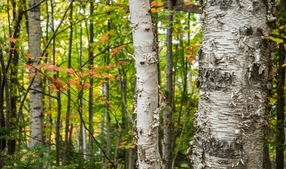 Autumn leaves turning color in forest in northern Michigan