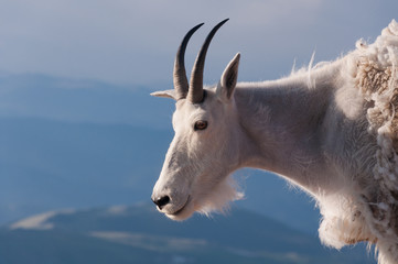 mountain goat stand proudly, high in the rocky mountains