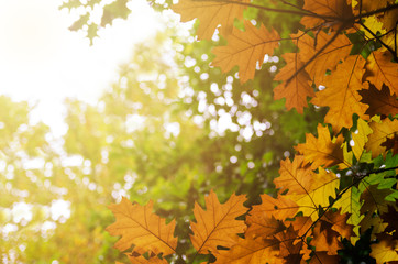 Oak leaves in the sunlight. Autumn scene from an oak forest. Background blurred on purpose