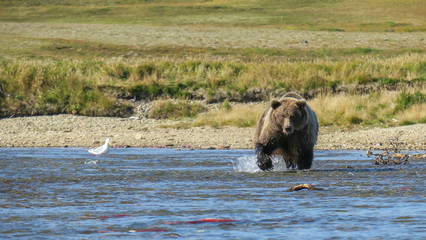 Obraz na płótnie Canvas Big brown bear chasing salmon in a river