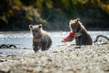 Two brown bear cubs © Menno Schaefer