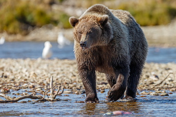 Big brown bear standing in a river