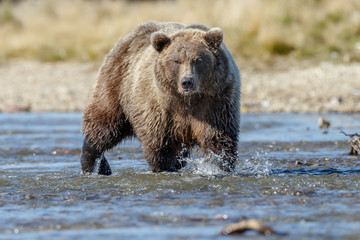 Obraz premium Big brown bear standing in a river chasing salmon