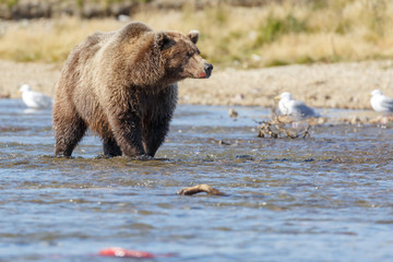 Obraz premium Big brown bear standing in a river