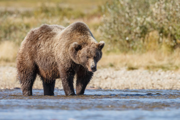 Obraz na płótnie Canvas Big brown bear standing in a river