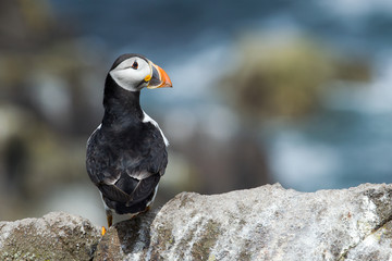 Puffins