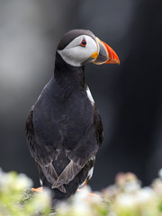Puffins