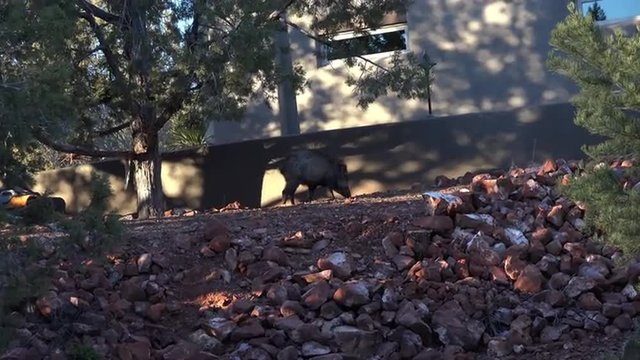 Sedona Arizona Peccary Javelina pig in home yard 4K 022