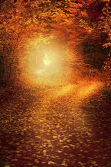Obraz premium Country road in autumn forest over sunlight