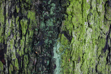 Bark texture with green moss
