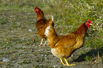 A rust colored free range hen's