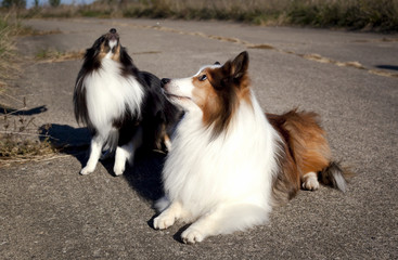 Two sweet Shetland sheepdogs on pavement, one lying down, one looking up