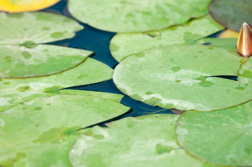 Lily pads