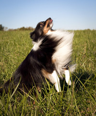 Fluffy Shetland sheepdog leaping right with green grass