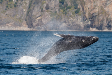 Fototapeta premium Breaching Humpback Whale a the coast of Alaska