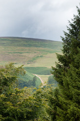 View of hillside over the trees