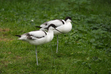 Naklejka premium Two Pied Avocet