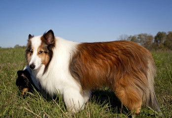 Shetland sheepdog standing in grassy field looking at viewer