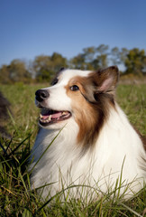 Sweet Shetland sheepdog lying in grassy field, headshot,vertical