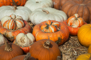 Pile of pumpkins. Background for the autumn season and Halloween