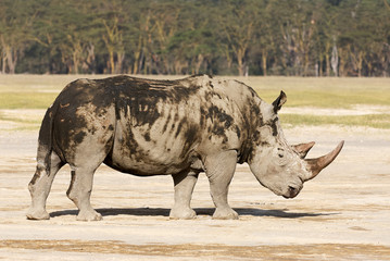Endangered white rhino