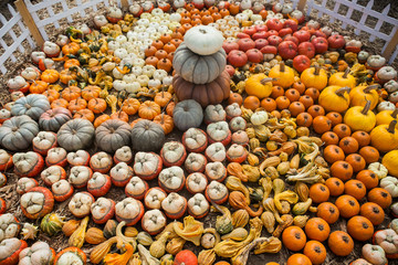 Pile of pumpkins. Background for the autumn season and Halloween