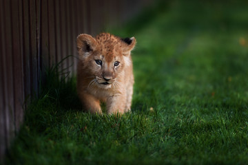 Young lion cub in the wild