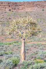 Quiver Tree at Gannabos near Nieuwoudtville