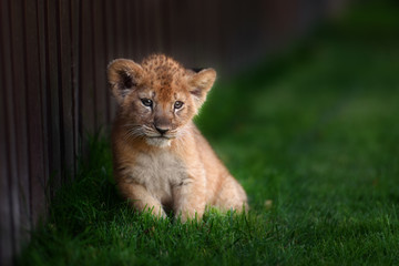 Young lion cub in the wild