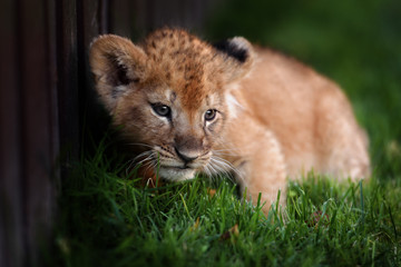 Naklejka na ściany i meble Young lion cub in the wild