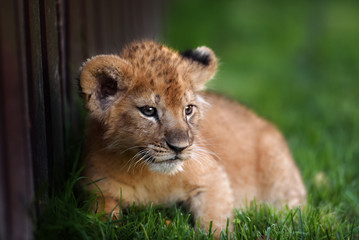 Young lion cub in the wild