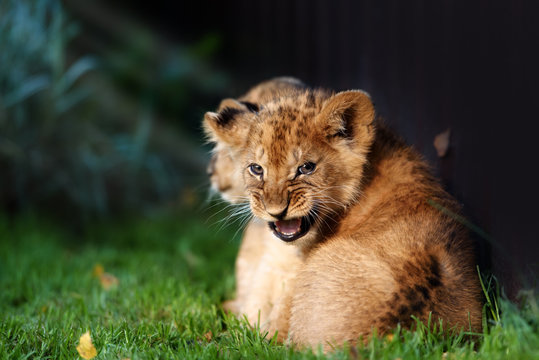 Alert small lion cub with brown fur