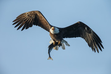 Fototapeta premium Bald Eagle in flight with salmon catch