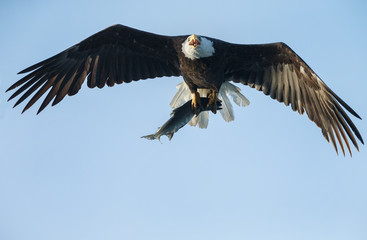 Bald Eagle in flight with salmon catch