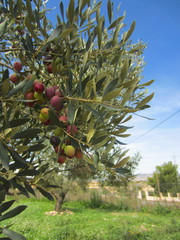 olives ripening on tree