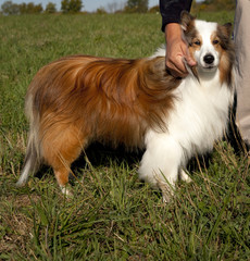 Sweet fluffy Shetland sheepdog standing in grassy field being held by man's hand